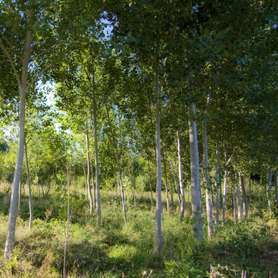 Reforestation